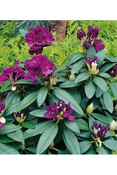 Рододендрон понтійський Поларнахт|Rhododendron ponticum Polarnacht|Рододендрон Поларнахт